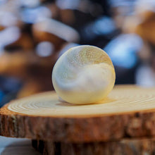 Gomati Chakra - Large (Size May Vary)