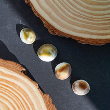 Gomati Chakra Small Size (Set of 4)