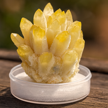 Citrine Family Cluster